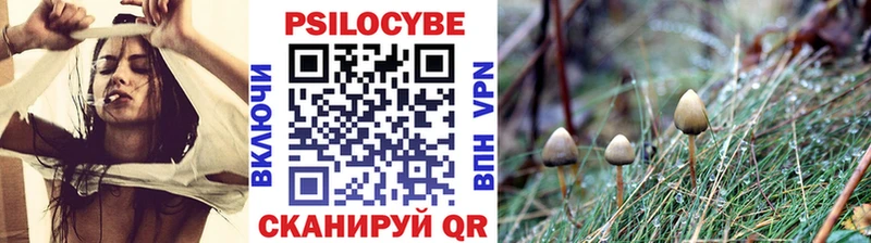 купить  цена  Камбарка  мега вход  Галлюциногенные грибы Psilocybe 